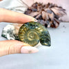 Ammonite Shell Crystal Carving
