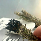 Mugwort Cleansing Stick