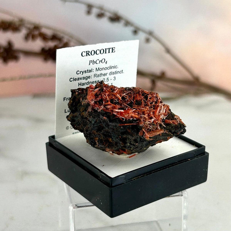 High Grade Crocoite Crystal