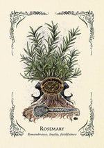 The Green Witch's Oracle Deck