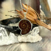 Ammonite Shell 