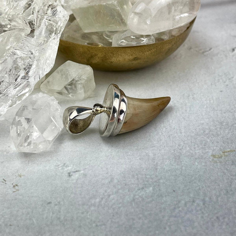 Dinosaur Tooth In Silver Pendant