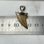 Fossilised Marine Dinosaur Tooth