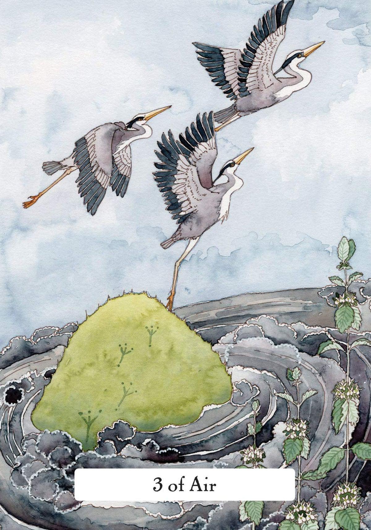 The Witches' Wisdom Tarot