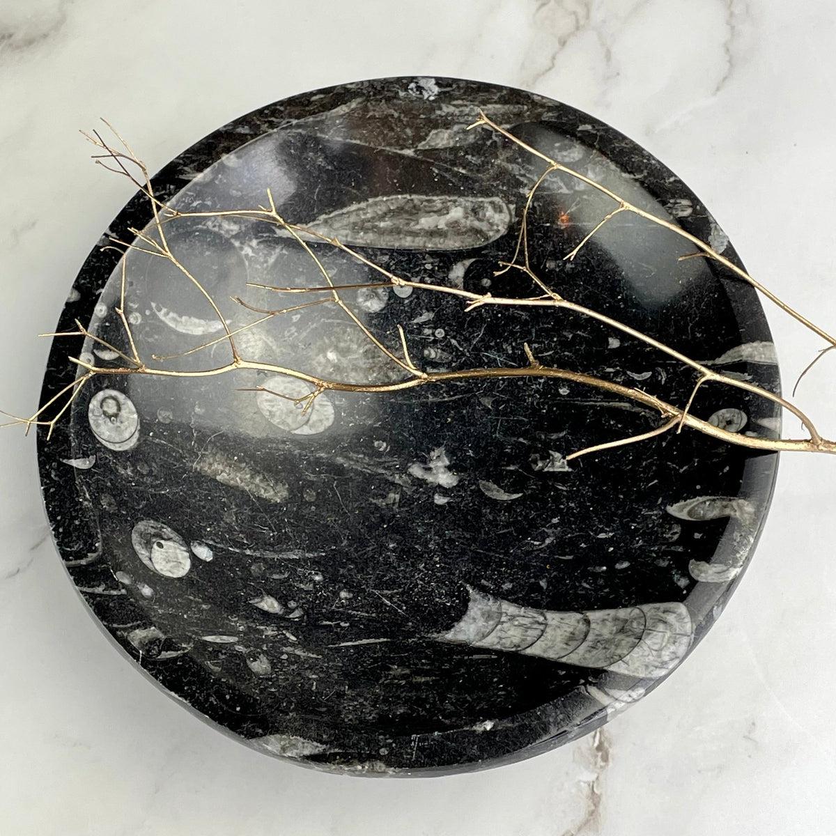 Mollusk Bowl