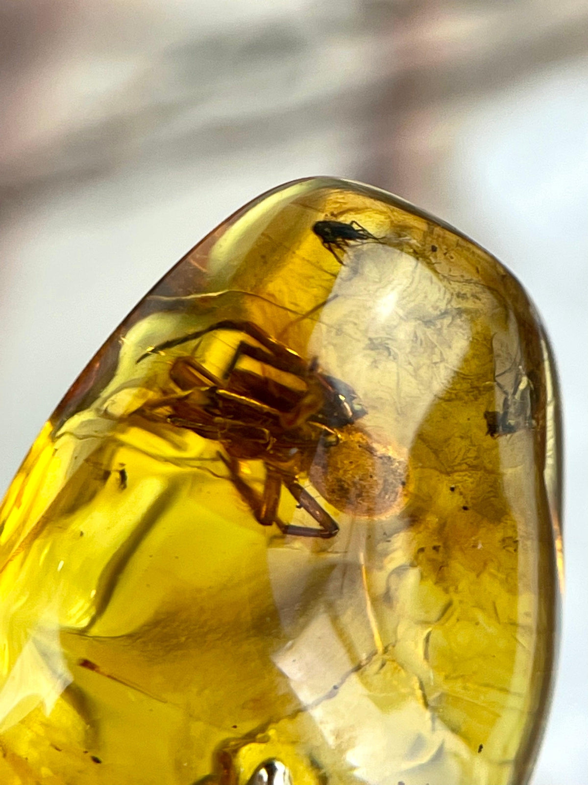 Spider In Amber Pendant