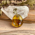 Baltic Amber With Insect