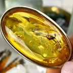 Fossilised Insect In Amber Pendant