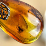 Baltic Amber Fossilised Insect Jewellery