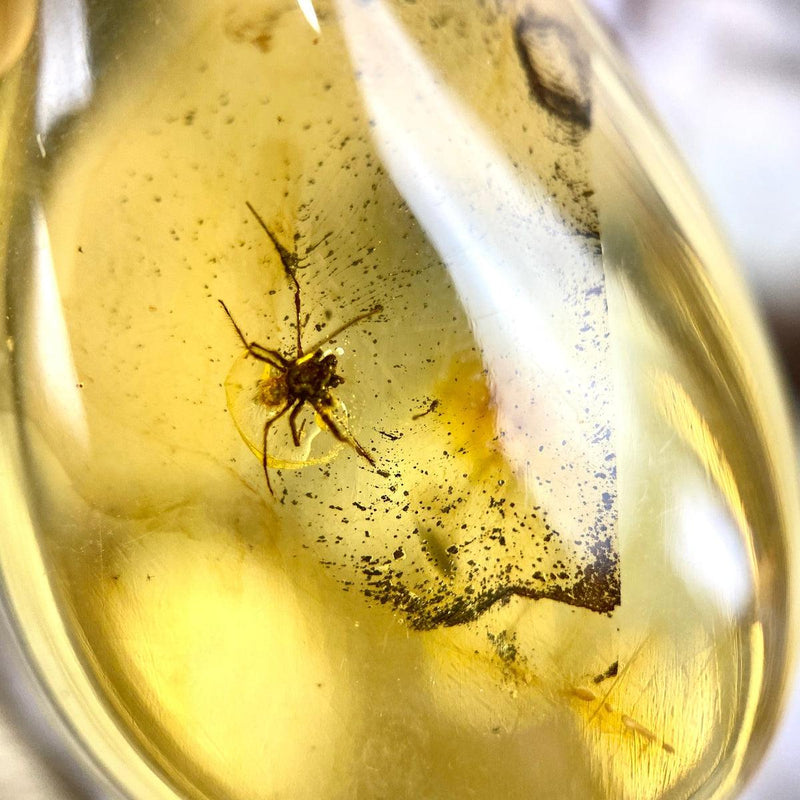 Amber With Spider Pendant